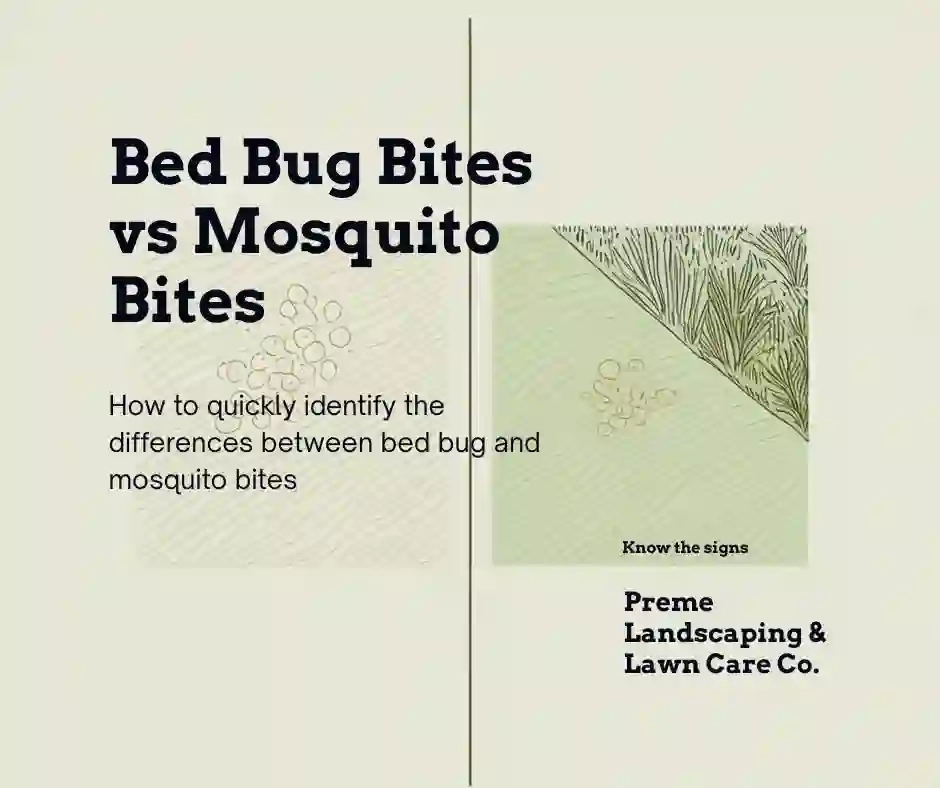 Mosquito control products for Wisconsin yards — Bti (Bacillus thuringiensis israelensis) granules for standing water treatment