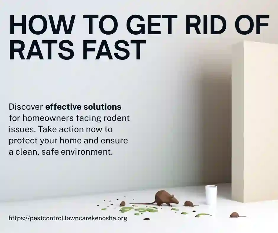 Norway rat activity near Wisconsin home foundation — burrow signs and droppings at slab edge