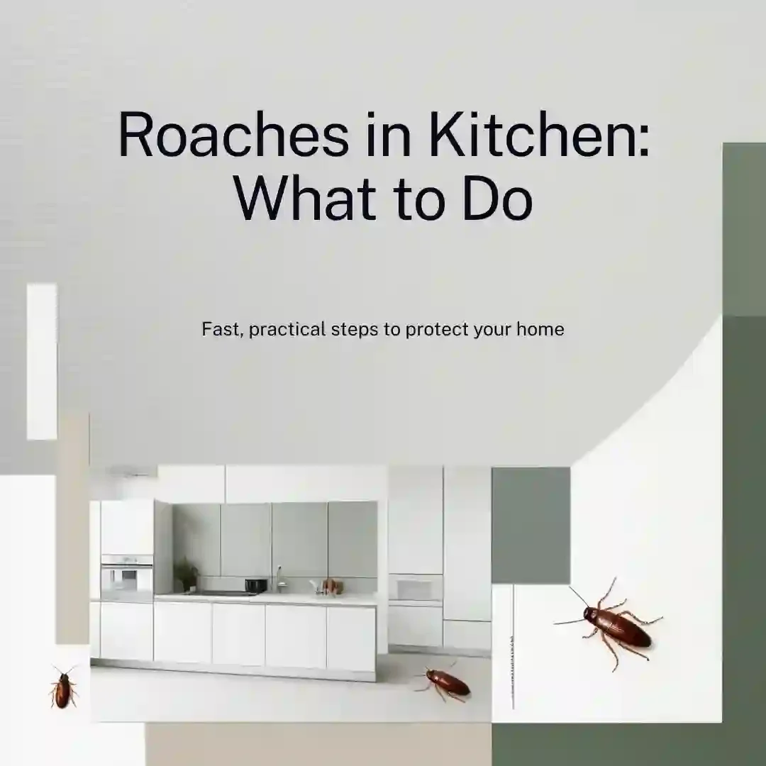 Cockroach infestation in Wisconsin kitchen — roach activity near stove and dishwasher, common harborage areas