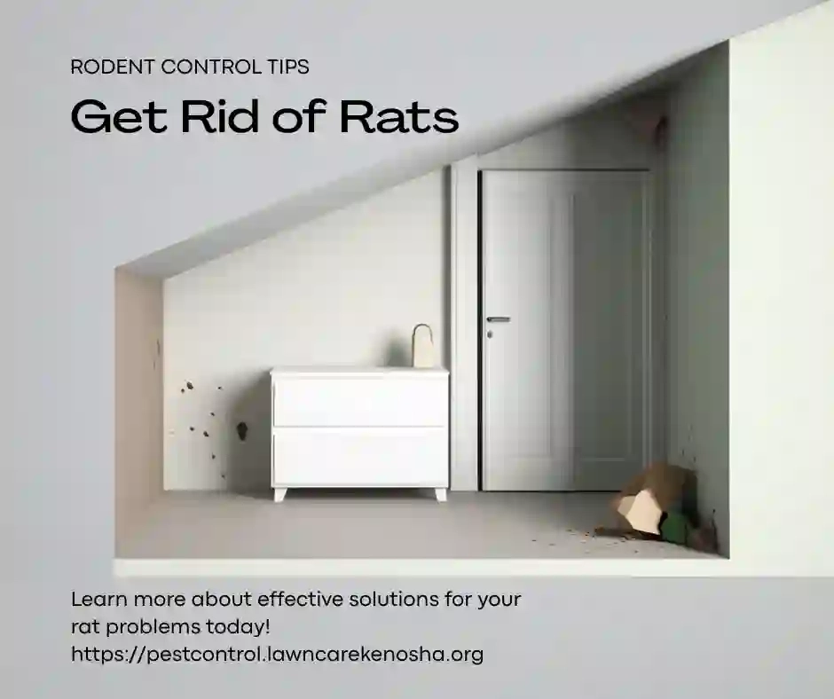 Roof rat entry point on Wisconsin home — gap at roofline used by rats to access attic space